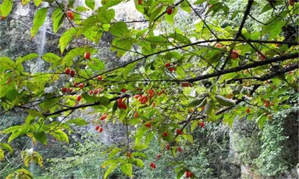 山茱萸的生長(cháng)發(fā)育特性