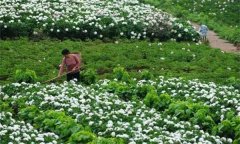 白勺田間管理方法與主要內容有哪些？