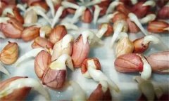 花生發(fā)芽不能吃嗎？吃花生芽有什么好處？