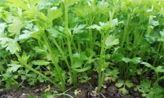芹菜有哪些種類(lèi)？芹菜真的越吃越瘦嗎？