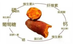 紅薯的營(yíng)養特點(diǎn) 紅薯的輔助功能知多少？
