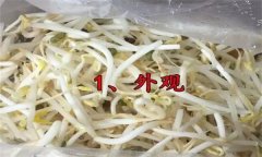 如何挑選豆芽？有根豆芽與無(wú)根豆芽有什么區別