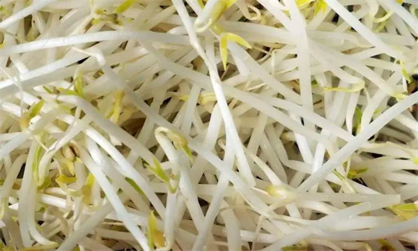 有根豆芽與無(wú)根豆芽有什么區別
