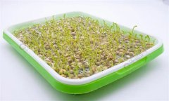 培育豌豆芽苗菜的水為什么會(huì )變綠？