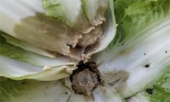 大白菜病蟲(chóng)害的防治及預防 、治療方法