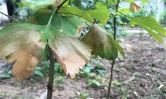 銀杏葉斑病的發(fā)病癥狀、發(fā)病規律與防治方法