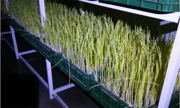 生產(chǎn)蒜黃的場(chǎng)地準備
