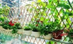 如何種植陽(yáng)臺蔬菜？陽(yáng)臺種菜的感悟和心得