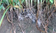 怎樣防治韭菜白絹??？