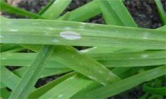 怎樣防治韭菜白粉病 其發(fā)病癥狀和發(fā)病規律如何