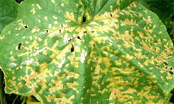 黃瓜細菌性角斑病的發(fā)生規律