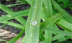 韭菜灰霉病的表現癥狀、發(fā)病規律與防治方法