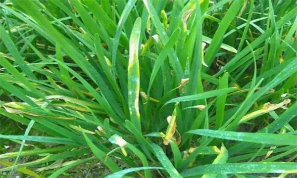 韭菜灰霉病的發(fā)病規律