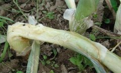 蔥蒜類(lèi)蔬菜細菌性軟腐病的防治方法
