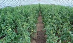 冬春茬番茄晚吊蔓有哪些好處 需注意哪些問(wèn)題？