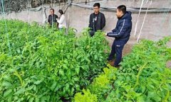 深冬期套種番茄應注意什么問(wèn)題？