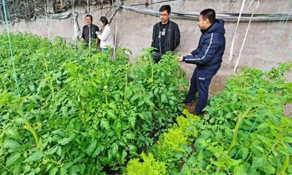 深冬期套種番茄應注意什么問(wèn)題