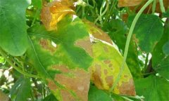 豆類(lèi)蔬菜細菌性疫病病原菌是什么 用什么藥治