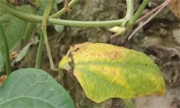 豆類(lèi)蔬菜細菌性疫病用什么藥防治