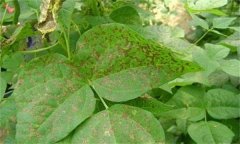 如何防治菜豆炭疽病，其病原菌是什么？