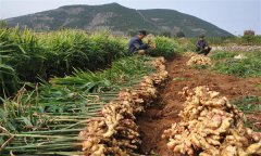 種植生姜怎樣進(jìn)行科學(xué)施肥？