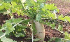 怎樣栽培冬蘿卜？冬蘿卜種植時(shí)間和方法