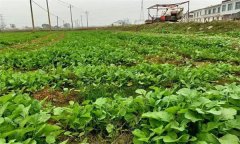 油菜日光溫室早春、秋延遲栽培技術(shù)要點(diǎn)有哪些