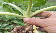 油菜病害有哪些種類(lèi)，如何防治？