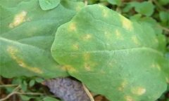 怎樣防治油菜霜霉病，有哪些癥狀表現？