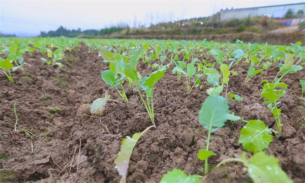 油菜移栽后為什么會(huì )爛根死苗
