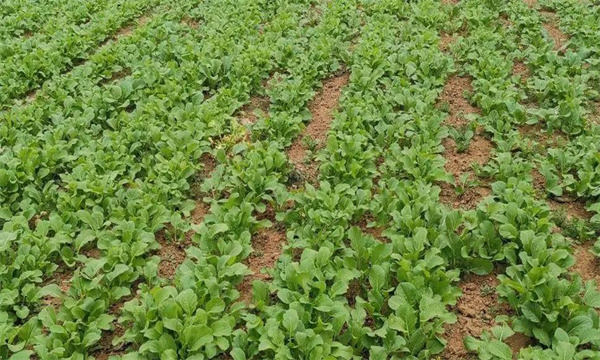 油菜密播育苗、分批移栽好不好