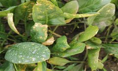 菠菜霜霉病的癥狀表現、傳播途徑和防治方法