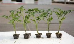 番茄定植時(shí)的壯苗標準是什么 怎樣控制幼苗徒長(cháng)