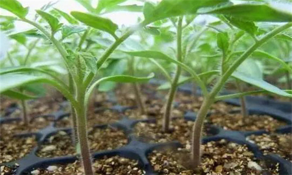 怎樣控制番茄幼苗徒長(cháng)