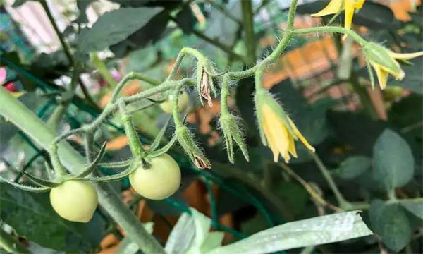 番茄開(kāi)花坐果差的癥狀表現