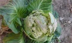甘藍裂球是怎么回事？是什么原因引起的？