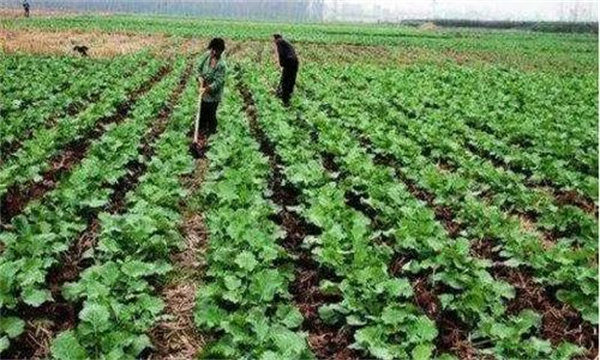 高溫季節油菜管理應該注意