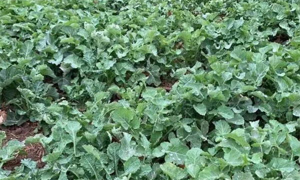 高溫季節油菜管理應該注意什么