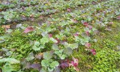 油菜秧苗葉片變紅是什么原因造成的？