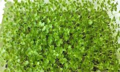 芥藍芽苗菜如何進(jìn)行畦地生產(chǎn)？