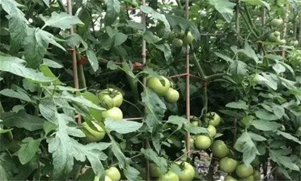 番茄膨果期合理疏枝、打葉