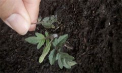 茄子僵果、裂口、落花落果的原因及解決辦法