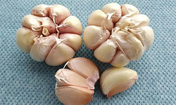 開(kāi)花蒜現象的產(chǎn)生
