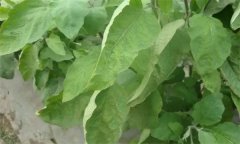 茄子缺氮、磷、鉀癥的癥狀是什么，如何矯正?