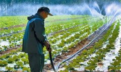 大棚大白菜澆水的禁忌有哪些 需注意哪些問(wèn)題？