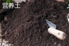 蕓豆營(yíng)養土如何配制 蕓豆育苗常見(jiàn)問(wèn)題有哪些