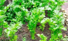 如何秋延遲生產(chǎn)香芹？