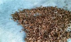 秋延芹菜育苗有哪些關(guān)鍵技術(shù)？