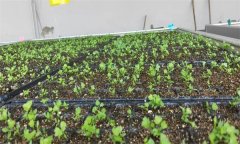 芹菜苗期如何進(jìn)行水肥管理？
