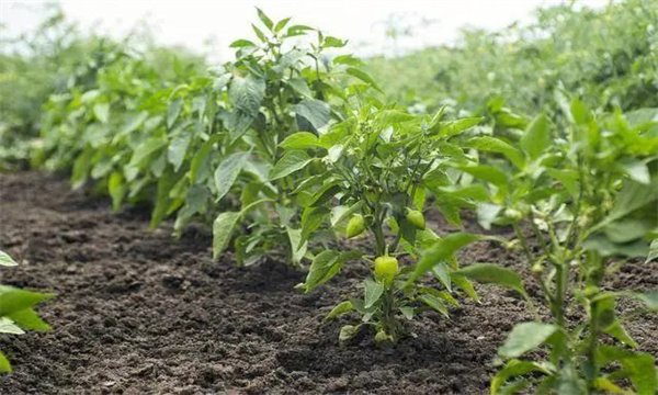 降低棚內濕度并通過(guò)晃動(dòng)植株來(lái)利于授粉
